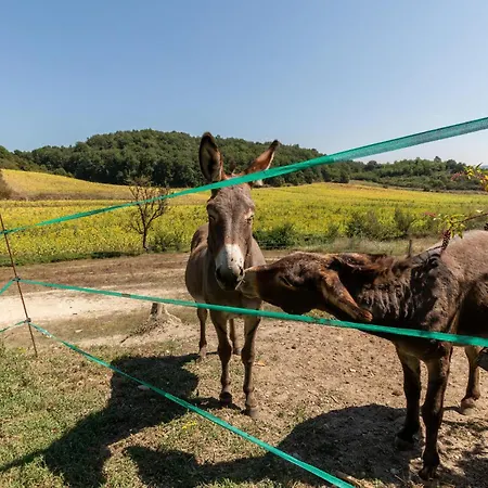 Poggiolo Dei Serviti Tatil Evi
